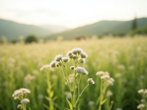 carvi o cumino dei prati — immagine editoriale ultra-realistica (fal.ai)
