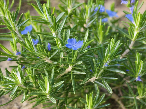 Rosmarino (Rosmarinus officinalis)