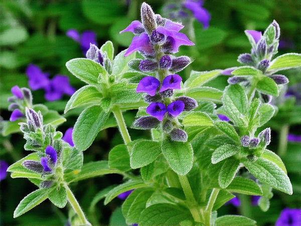 Salvia (Salvia officinalis)