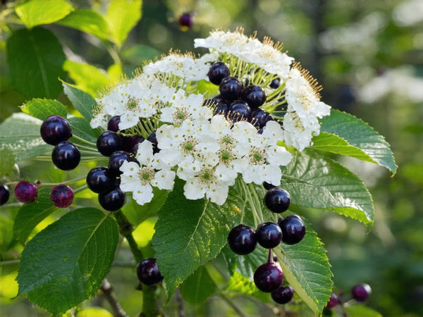 Sambuco Nero (Sambucus nigra)