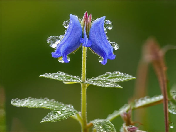 Scutellaria Americana (Scutellaria lateriflora)