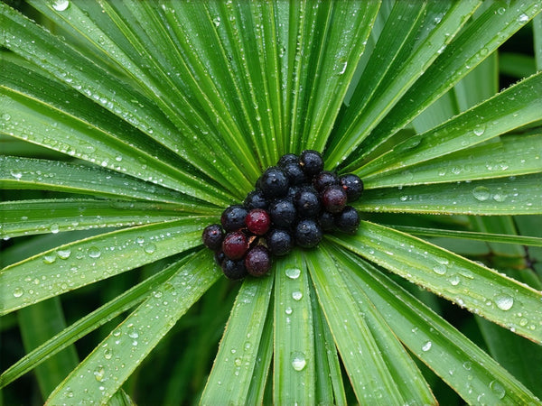 Serenoa (Serenoa repens o Sabal serrulata)