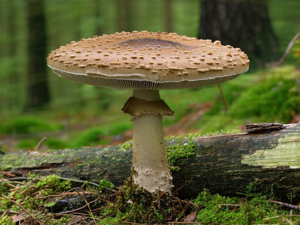 Shiitake (Lentinula edodes)