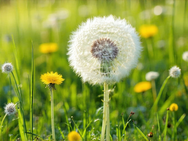 Tarassaco (Taraxacum officinale)