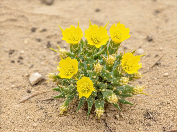 Tribulus (Tribulus terrestris)
