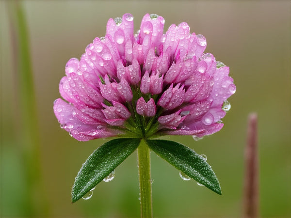 Trifoglio Rosso (Trifolium pratense)