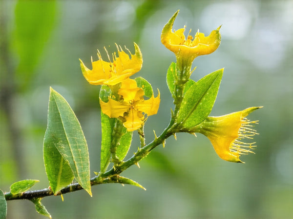 Uncaria (Uncaria tomentosa)