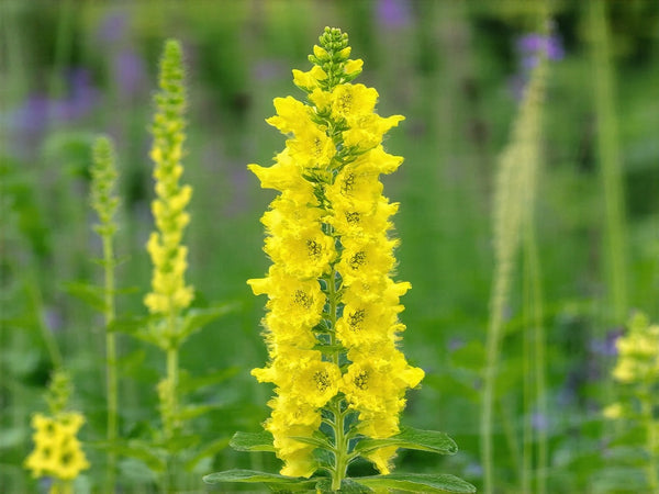 Verbasco (Verbascum thapsus)