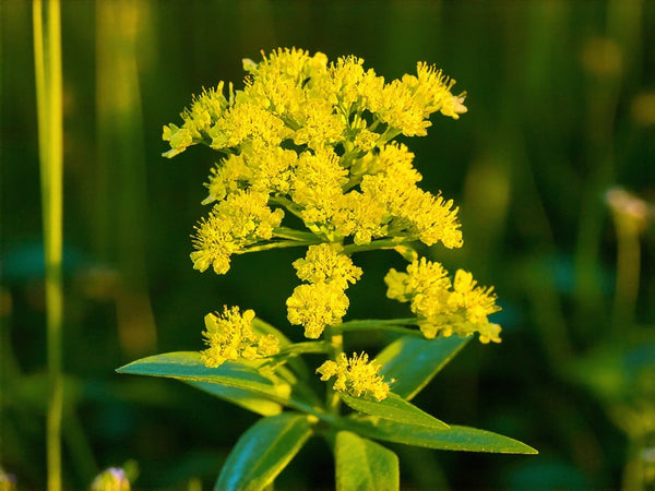 Verga d’Oro (Solidago virgaurea)
