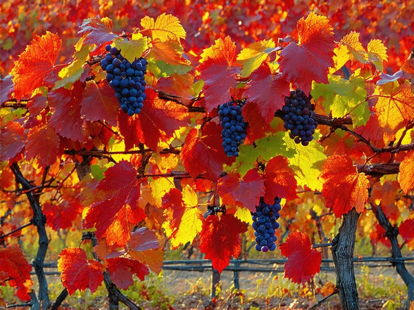 Vite Rossa (Vitis vinifera)