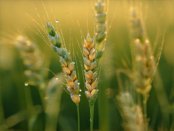 Avena (Avena sativa)
