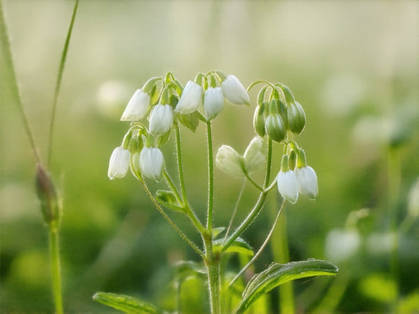 Borsa del Pastore (Capsella bursa-pastoris)