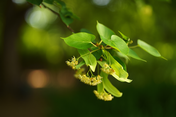 Tiglio Argenteo (Tilia tomentosa)