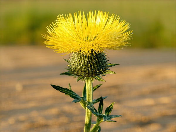 Cardo Benedetto (Cnicus benedictus)