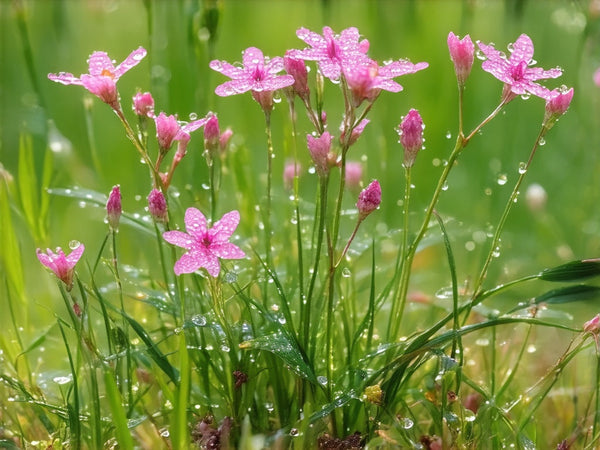 Centauro Minore (Centaurium erythraea)