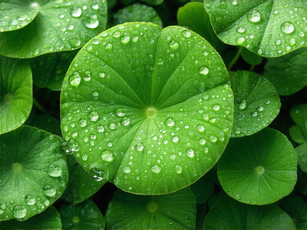 Centella (Centella asiatica)