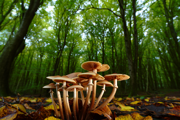 Funghi - Micoterapia