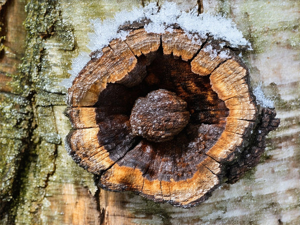 Chaga (Inonotus obliquus)