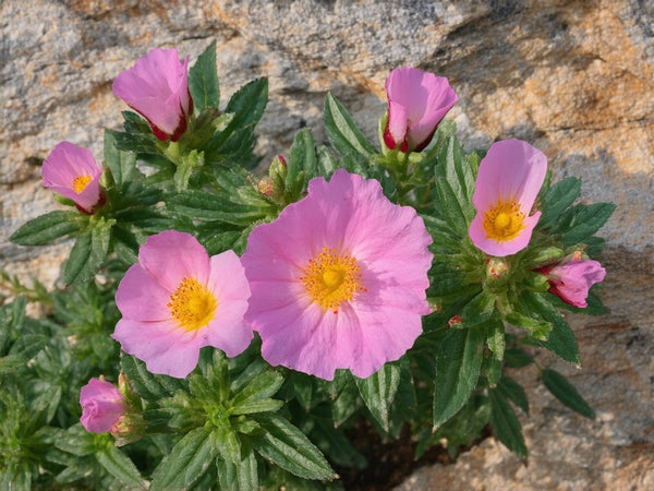 Cisto Rosso (Cistus incanus)