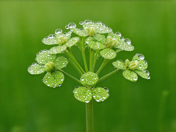 Coriandolo (Coriandrum sativum)