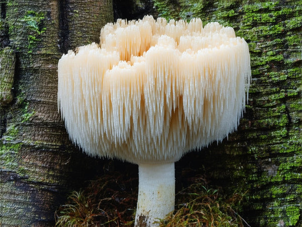 Criniera di Leone (Hericium erinaceus)