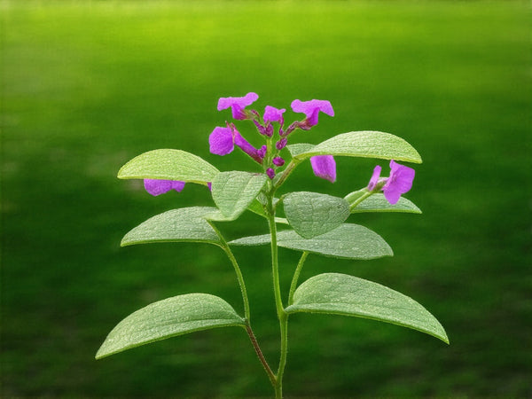 Desmodio (Desmodium adscendens)