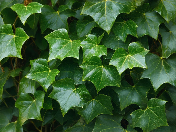 Edera Rampicante (Hedera helix)