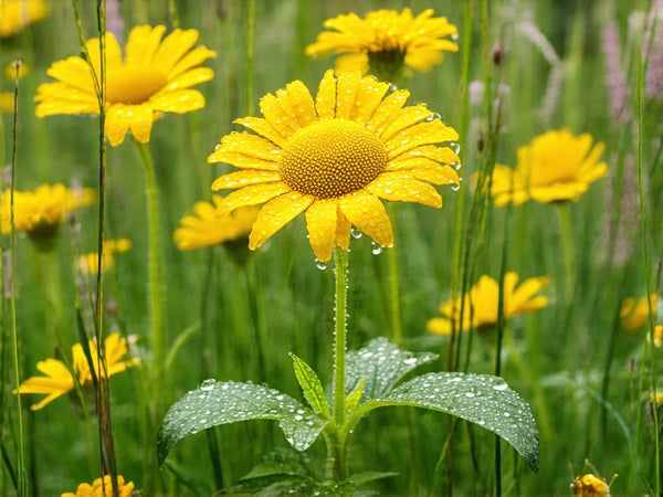 Enula (Inula helenium)