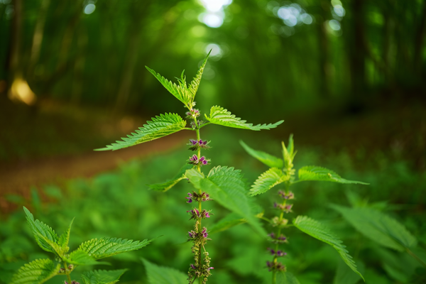 ORTICA	Urtica dioica