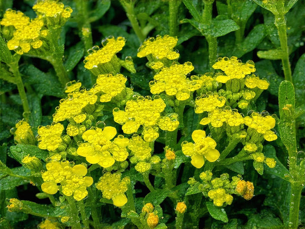 Erisimo (Sisymbrium officinale)