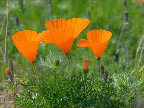 Escolzia (Eschscholzia californica)