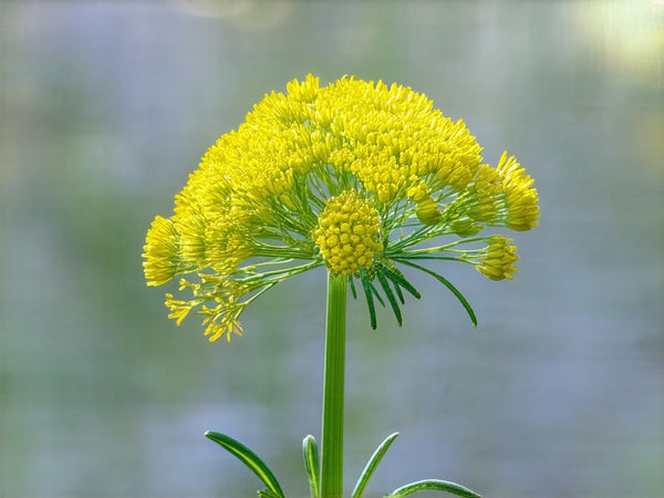 Finocchio (Foeniculum vulgare)