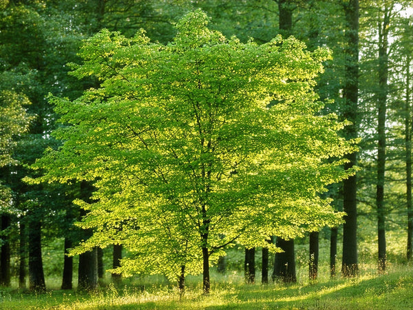 Frassino (Fraxinus excelsior)