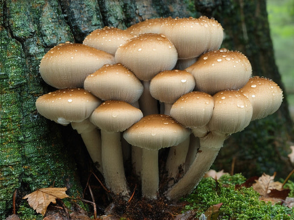 Fungo Ostrica (Pleurotus ostreatus)