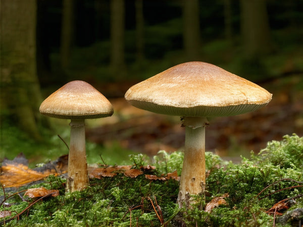 Fungo del Sole (Agaricus blazei o Agaricus subrufescens)