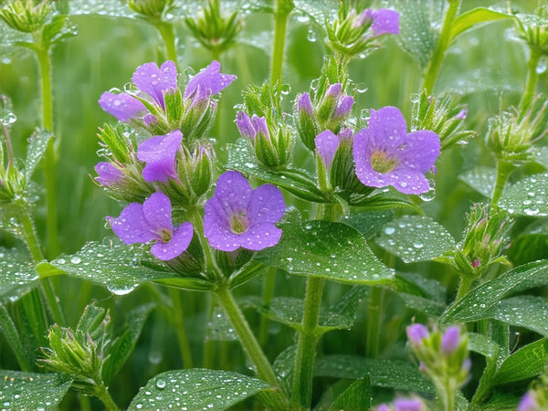 Alfa-Alfa (Medicago sativa)