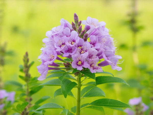 Galega (Galega officinalis)
