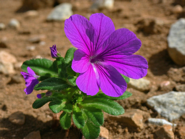 Geranio del Sudafrica (Pelargonium sidoides)