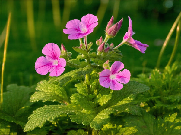 Geranio di San Roberto (Geranium robertianum)