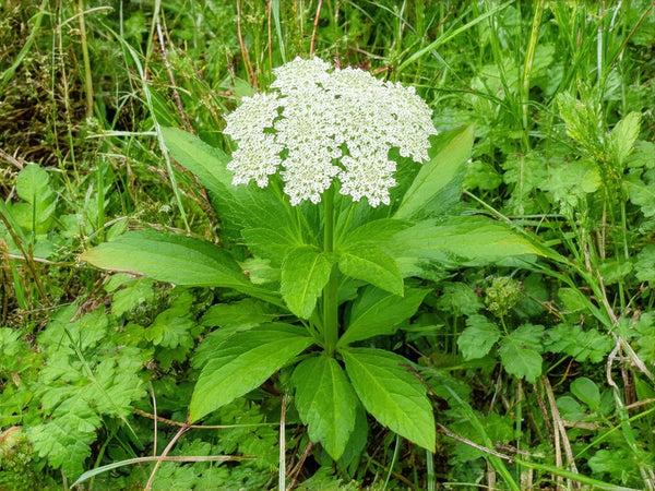Imperatoria (Peucedanum ostruthium o Imperatoria ostruthium)