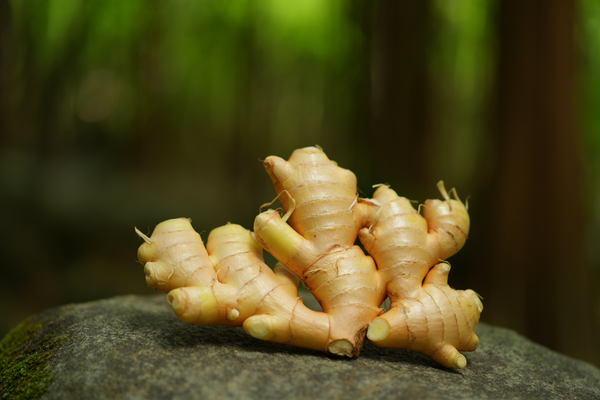 Zenzero (Zingiber officinale)