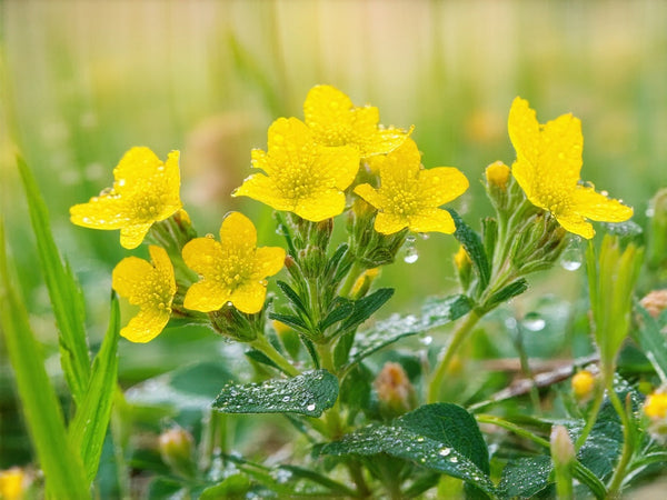 Iperico (Hypericum perforatum)