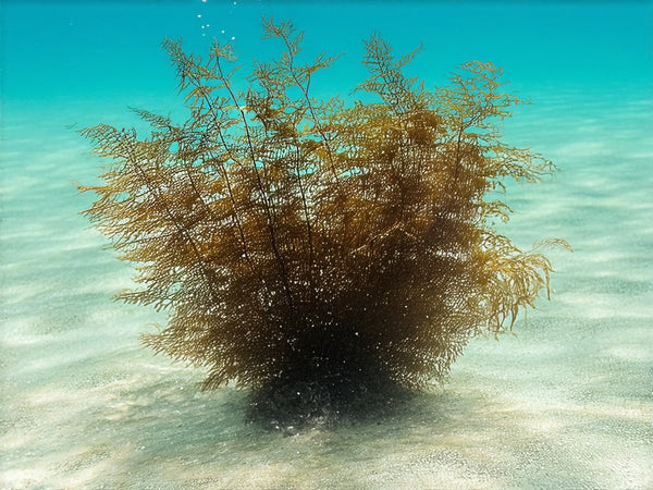 Kombu o Kelp (Laminaria saccharina o Laminaria digitata