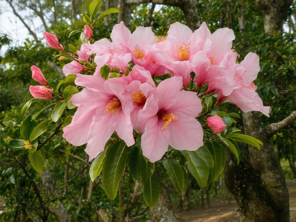 Lapacho (Tecoma curialis o Tabebuia avellanedae)
