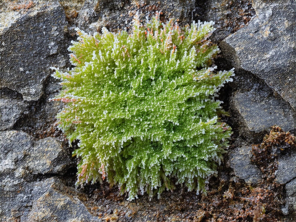 Lichene Islandico (Cetraria islandica)