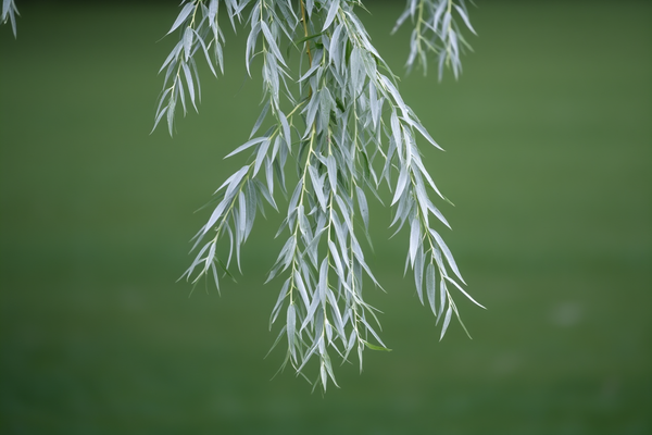Salice Bianco (Salix alba)