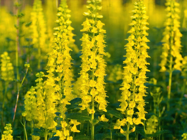 Meliloto (Melilotus officinalis)