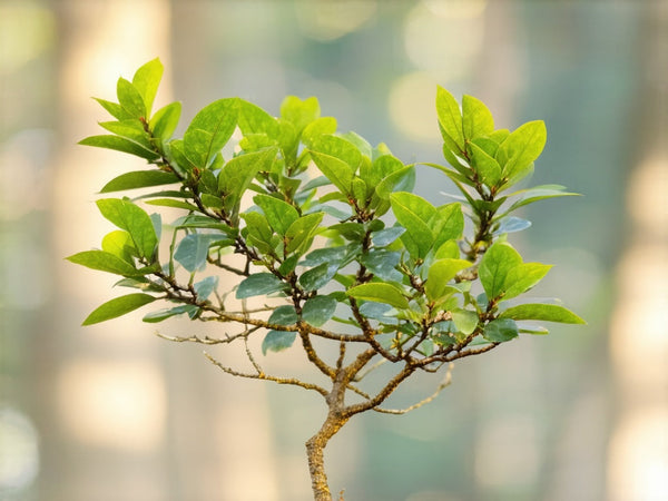 Muira Puama (Ptychopetalum olacoides)