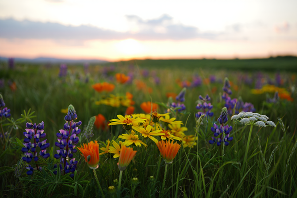 Fiori di bach analcolici