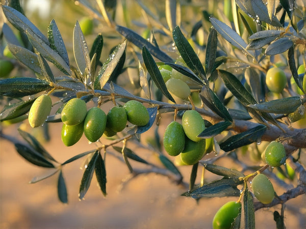Olivo (Olea europaea)